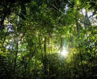 Manejo sustentável das florestas é tema de fórum da ONU