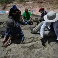 Fósseis de 10 hipopótamos anões são encontrados na ilha grega de Creta imagem