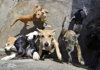 Ação judicial ameaça futuro de abrigo que acolhe 430 animais