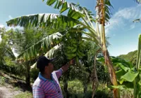 Agroecologia garante extensão rural para a agricultura familiar na BA
