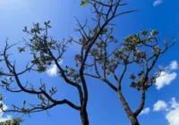 Alertas de desmatamento batem recorde no Cerrado