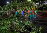 Árvore de grande porte cai e prejudica trânsito na Av. Garibaldi