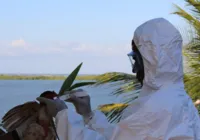 Bahia declara Estado de Emergência em combate à gripe aviária