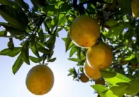 Bahia é quarto maior produtor nacional de laranja