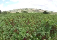 Bahia ocupa o sexto lugar na produção de mandioca do país