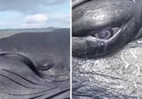 Baleia encalha na Bahia e parece "chorar" em vídeo