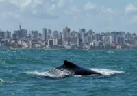 Baleias jubarte retornam ao litoral baiano com início de temporada