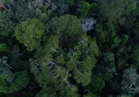 Brasil e Bolívia lideram ranking de perda florestal