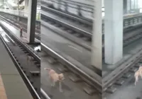 Cachorro invade trilhos do metrô de Salvador