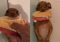 Cachorro viraliza ao furtar pão com mortadela do dono: "solta"; vídeo