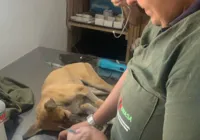 Cadela sofre parada cardíaca 24h após ser abandonada pelo dono
