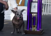 Cão com patas deformadas é eleito o Mais Feio do Mundo de 2023