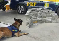 Cão farejador ajuda PRF a encontrar 89 kg de maconha em Conquista