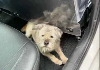 Cão viaja 163 km para encontrar donos que estavam de férias