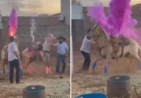 Casal gera polêmica ao usar cavalos em chá revelação; vídeo