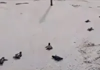 Cerca de 300 tartarugas marinhas nascem em Ilhéus