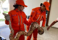 Cobra de cerca de dois metros é resgatada em Juazeiro