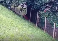Corpo de mulher é encontrado em área de mata de Salvador; vídeo