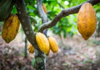 Dia mundial celebra a Floresta de Chocolate brasileira