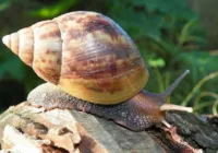 Editorial - Convívio complicado