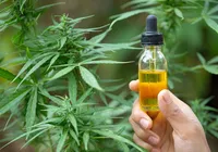 Estado é obrigado a fornecer medicação à base de canabidiol à criança imagem