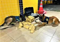 Feira de Santana: mulher é presa com 'supermaconha' dentro de bagagem