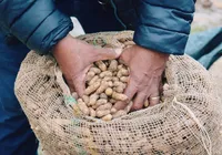 ‘Feira de São João’ está de volta na Ceasa