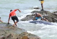 Filhote encalhado em Itapuã tem poucas chances de sobrevivência