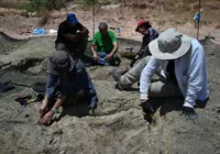 Fósseis de 10 hipopótamos anões são encontrados na ilha grega de Creta