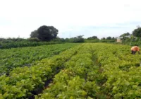 Governo lança Plano Safra para agricultura familiar da Amazônia