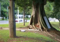 Governo lança plano de preservação de árvores em extinção na Bahia