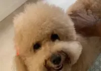 Grupo faz marcha em protesto a cadela assassinada com tiro na cabeça