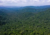 Inpe: desmatamento na Amazônia cai 31% de janeiro a maio