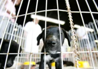 Lei que proíbe vendas de animais em pets e sites é aprovada em SP
