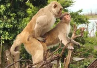 Macacos machos de ilha fazem mais sexo entre si do que com fêmeas