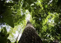 Meio Ambiente é celebrado em meio a preocupações com sustentabilidade