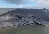 Morre baleia encalhada que “chorou” em vídeo