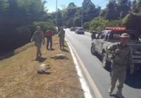 Motorista  atropela e mata nove filhotes de capivaras