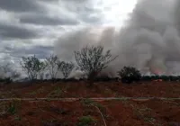 PF e PM erradicam 13 mil pés de maconha no Norte da Bahia