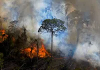 Perda de florestas no Brasil dobrou desde Acordo de Paris, em 2015