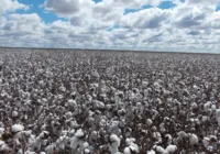 Produção de grãos na Bahia deve crescer 6,9% em 2023