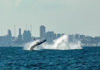 Projeto Baleia Jubarte promove programação especial para turistas