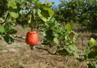 Qualificação de agricultores faz produção de caju crescer mais de 50%