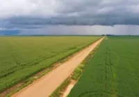 Regra que reduzia controle de qualidade de agrotóxicos é derrubada
