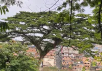 Salvador tem um tesouro que precisa de cuidados