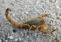 Sesab emite alerta sobre período de reprodução dos escorpiões