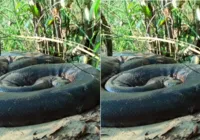 Sucuri gigante é flagrada às margens de rio no Mato Grosso do Sul
