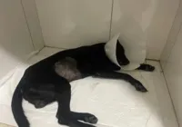 Suspeito de espancar cachorro a pauladas na Bahia tem prisão decretada