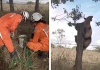 Tamanduá é resgatado de cima do telhado de um colégio em Jequié