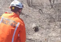 Tatu é devolvido à natureza após ser entregue no 20º BBM